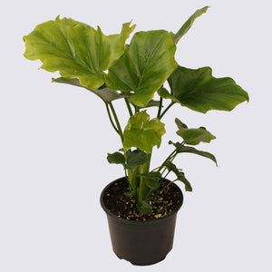 Philodendron Hope - 14cm