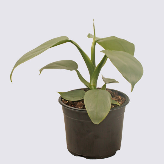 Philodendron Grey (Silversword) - 14cm