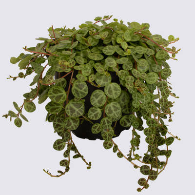 Peperomia String Of Turtles - 12cm